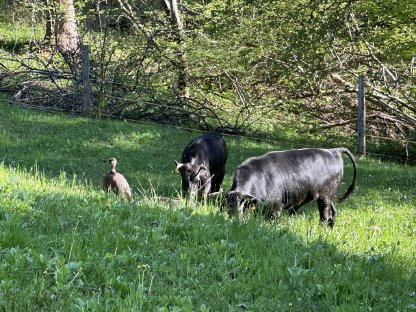 Dahomey Kuh und Stier