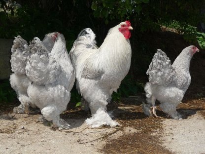 Bild 3:Bruteier Brahma perlgrau gesperbert, internationaler Versand