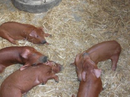 Duroc-Ferkel