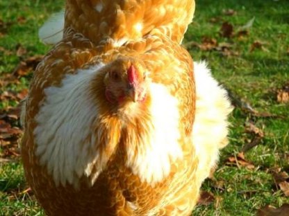 Bild 3:Bruteier Brahma goldweiß gesäumt große Rasse international