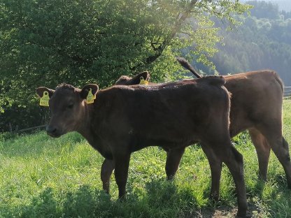Bild 4:Interessante Wagyu-Kälber 2025