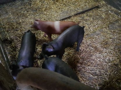 Ferkel