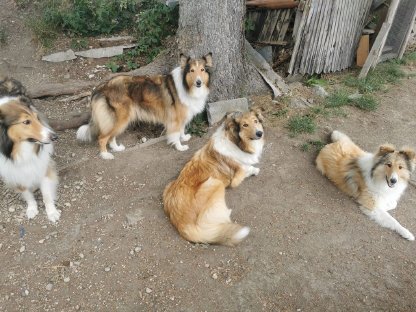 Bild 5:Letzte Langhaarcollie-Welpen in Tricolor und Sable