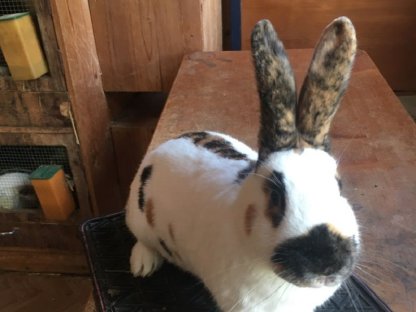 Bild 2:Dreifarbenschecken