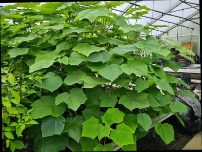 Bild 2:Paulownia / Kiri Jungpflanzen