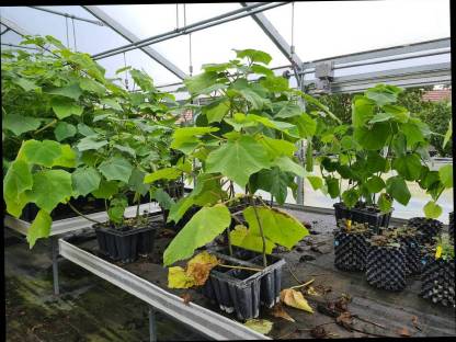 Bild 3:Paulownia / Kiri Jungpflanzen