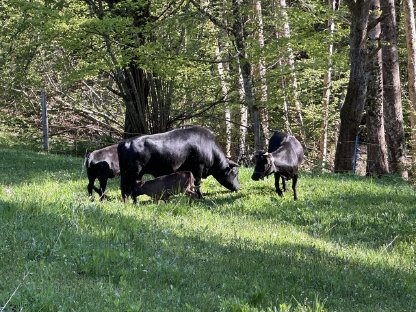 Bild 2:Dahomey Kuh und Stier
