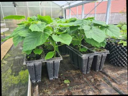 Paulownia / Kiri Jungpflanzen