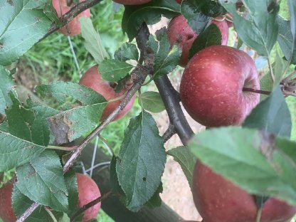 Bio Äpfel für Verarbeitung zu verkaufen