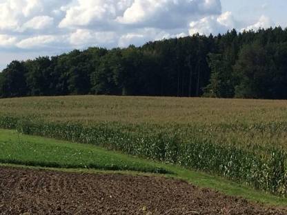 Mais ab Feld in 5132 Geretsberg
