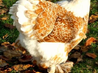 Bild 2:Bruteier Brahma goldweiß gesäumt große Rasse international