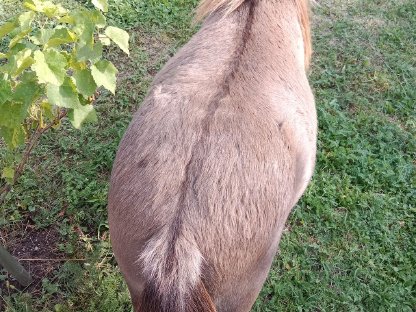 Bild 5:Mini-Shettyhengst