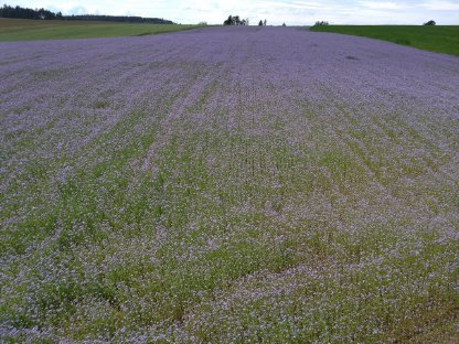 Bild 3:Phacelia Bio
