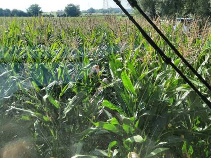 Bild 3:Übernehme Mais Ernte / Häckseln / Silieren