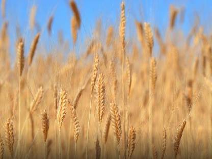 Bild 3:Bio Einkorn im Spelz gereinigt
