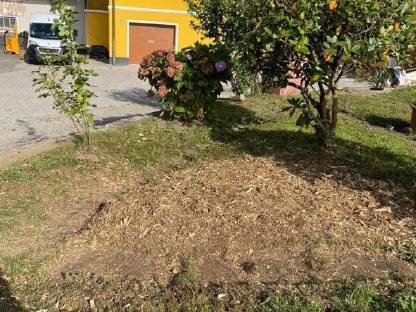 Bild 3:Bitte Baumstumpfabtragungen aller Art an