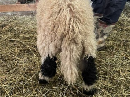 Bild 5:Walliser Schwarznasenschafe