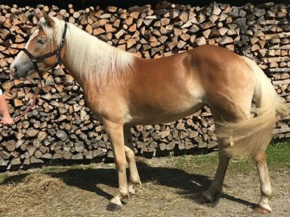 Sehr brave und hübsche Haflinger Jungstute zu verkaufen