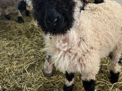 Bild 4:Walliser Schwarznasenschafe