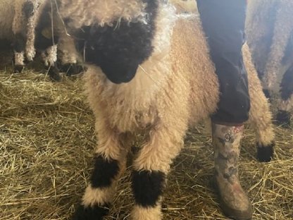 Bild 6:Walliser Schwarznasenschafe