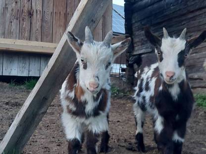 Bild 8:Tauernscheckenbock