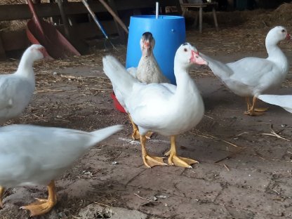 Bild 3:Junge Stummenten (BIO)