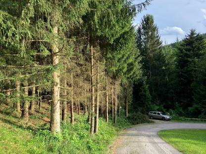 Bild 3:Auslegemulchen, Lichtraumfreischnitt, Güterwegpflege