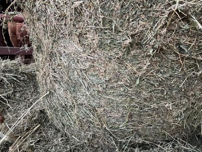 Bild 3:Luzerneballen BIO Premium Qualität