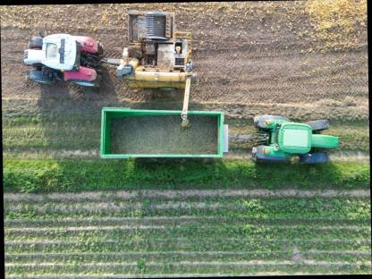 Bild 2:Kürbiskerne g.g.A Ernte 23