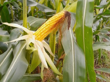 Bild 2:Silomais ab Feld