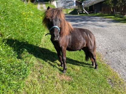 Shetland Pony Hengst