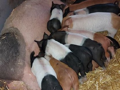 SH-Duroc Ferkel zu verkaufen