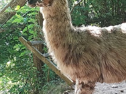 Lamas und Alpakas gesucht