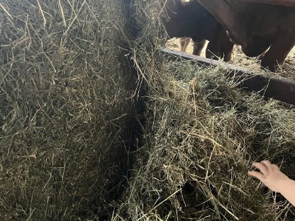 Bild 2:Luzerneballen BIO Premium Qualität