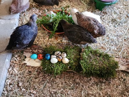 Bild 3:Wachtelspeiseeier