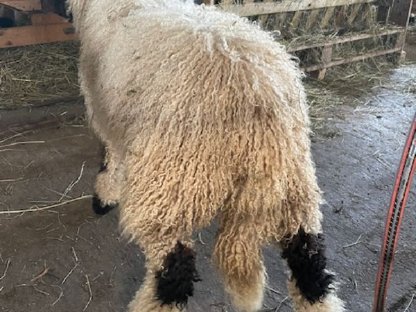 Bild 3:Walliser Schwarznasenschafe