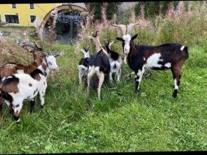 Bild 5:Tauernscheckenbock