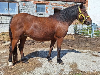 Welsh Pony, Stute