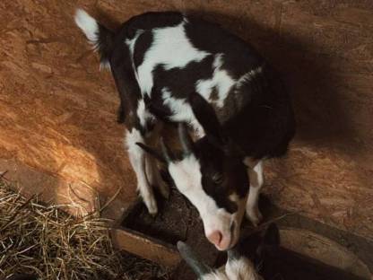 Bild 9:Tauernscheckenbock