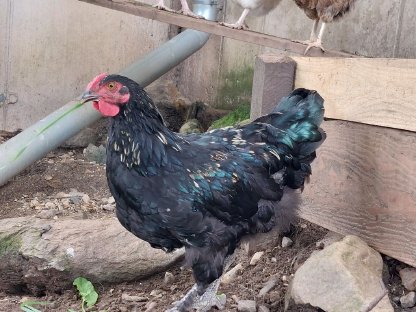 Hahn Maran x Barnevelder