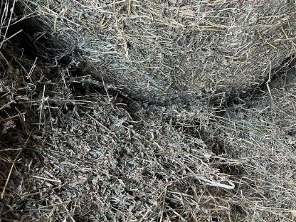 Bild 4:Luzerneballen BIO Premium Qualität