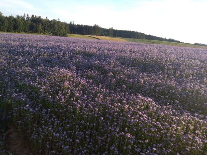 Bild 2:Phacelia Bio