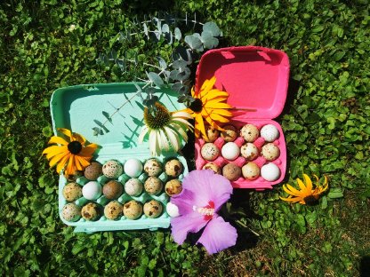 Bild 2:Wachtelspeiseeier