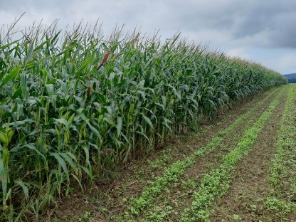 Bild 3:Silomais ab Feld