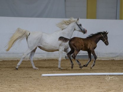 Bild 2:Araber Stute Jährling Rappe (PB)