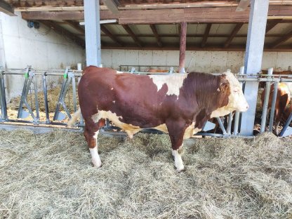 Bild 5:Hornlose Fleckvieh-Fleisch-Zuchtstiere