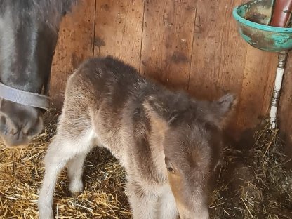 Verkaufe Einjährigen Ponyhengst