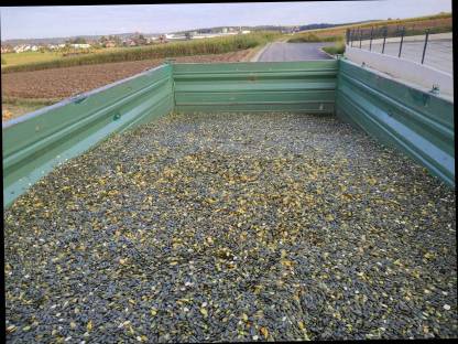 Bild 3:Kürbiskerne g.g.A