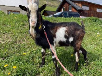 Bild 4:Tauernscheckenbock