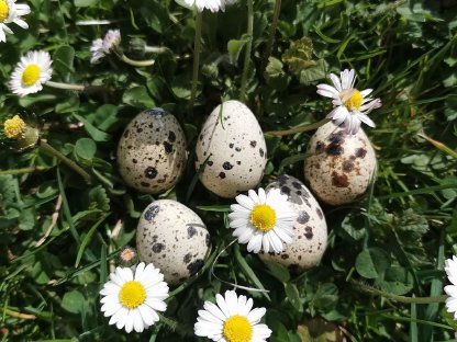 Bild 4:Wachtelspeiseeier